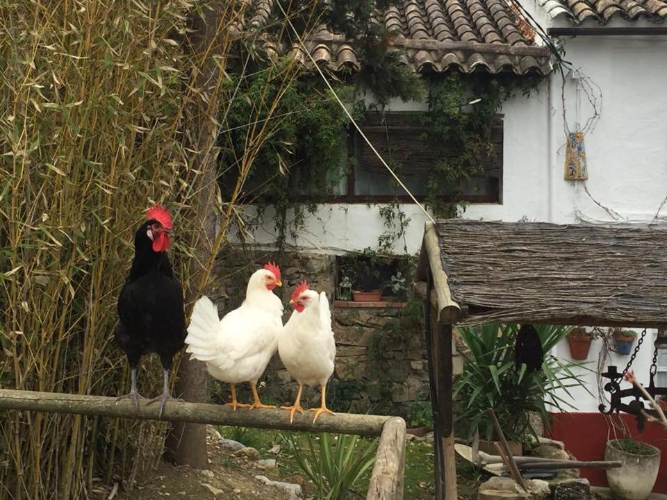 Posada Nina Margarita Priego de Córdoba Zewnętrze zdjęcie